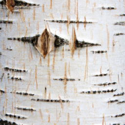 plywood birch