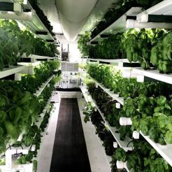 hydroponic fodder container farm