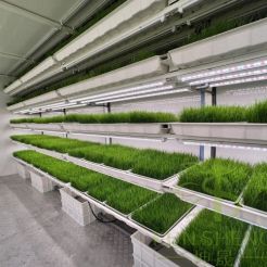 Hydroponic fodder container farm